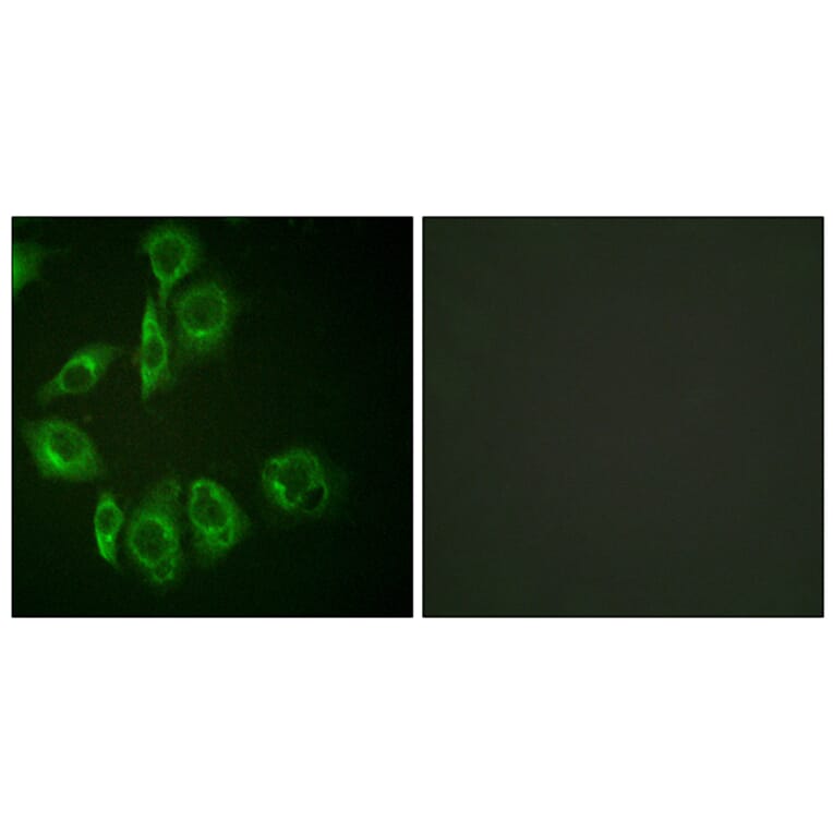 Immunofluorescence - Anti-PKC-pan Antibody (B0803) - Antibodies.com