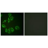 Immunofluorescence - Anti-PKC-pan Antibody (B0803) - Antibodies.com