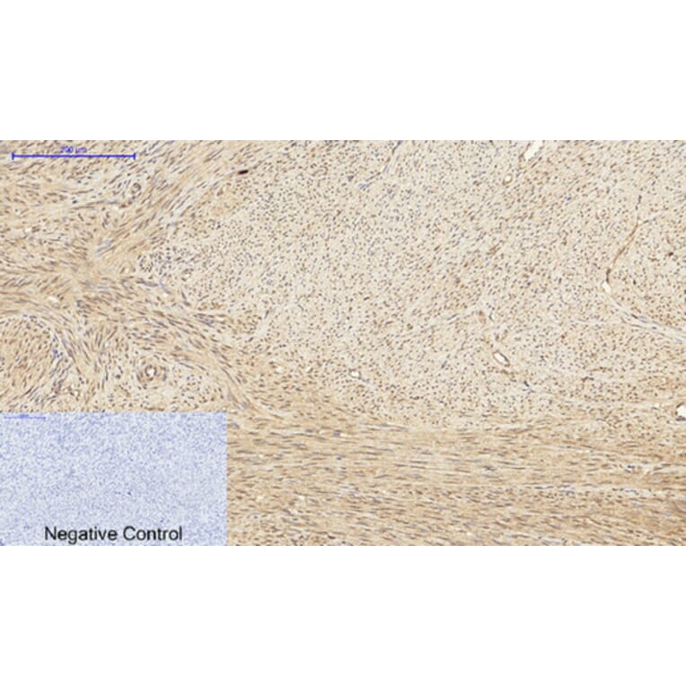 Immunohistochemistry - Anti-PKC-pan Antibody (B0803) - Antibodies.com