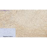 Immunohistochemistry - Anti-PKC-pan Antibody (B0803) - Antibodies.com