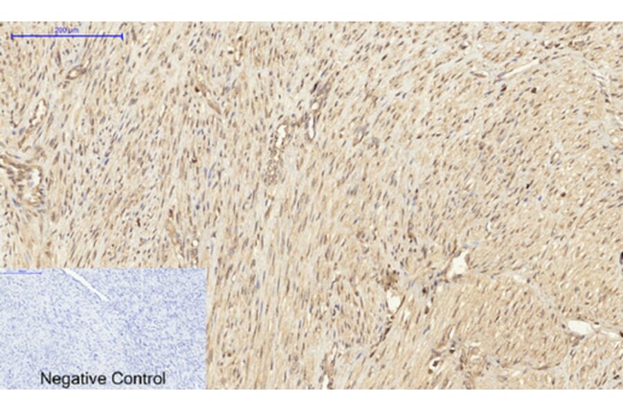Immunohistochemistry - Anti-PKC-pan Antibody (B0803) - Antibodies.com