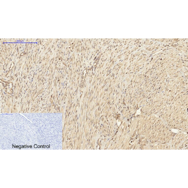 Immunohistochemistry - Anti-PKC-pan Antibody (B0803) - Antibodies.com