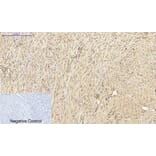 Immunohistochemistry - Anti-PKC-pan Antibody (B0803) - Antibodies.com