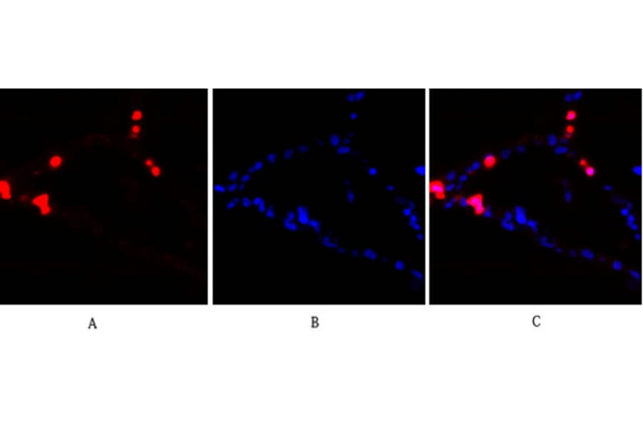 Immunofluorescence - Anti-PKC-pan Antibody (B0803) - Antibodies.com
