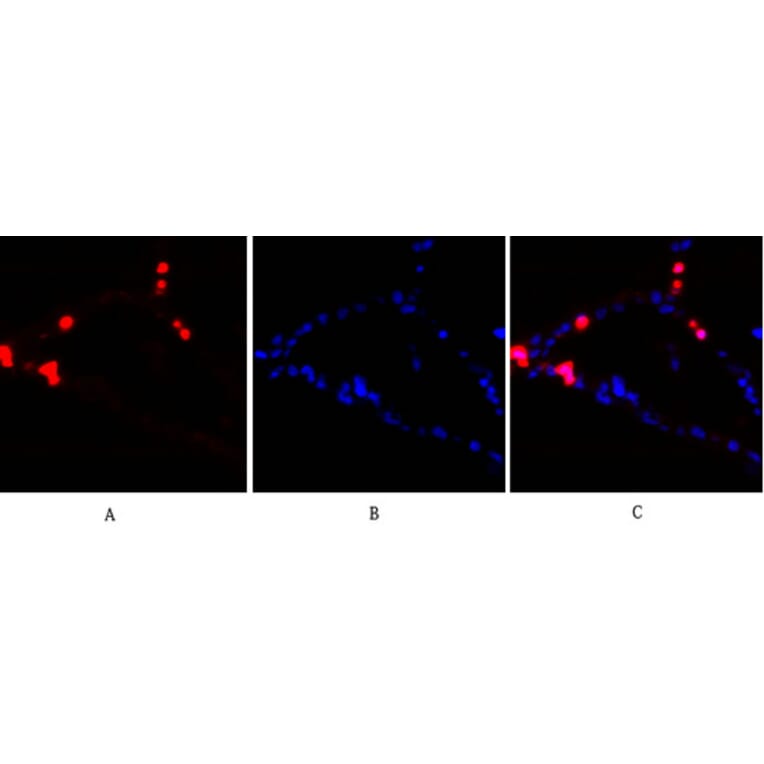 Immunofluorescence - Anti-PKC-pan Antibody (B0803) - Antibodies.com