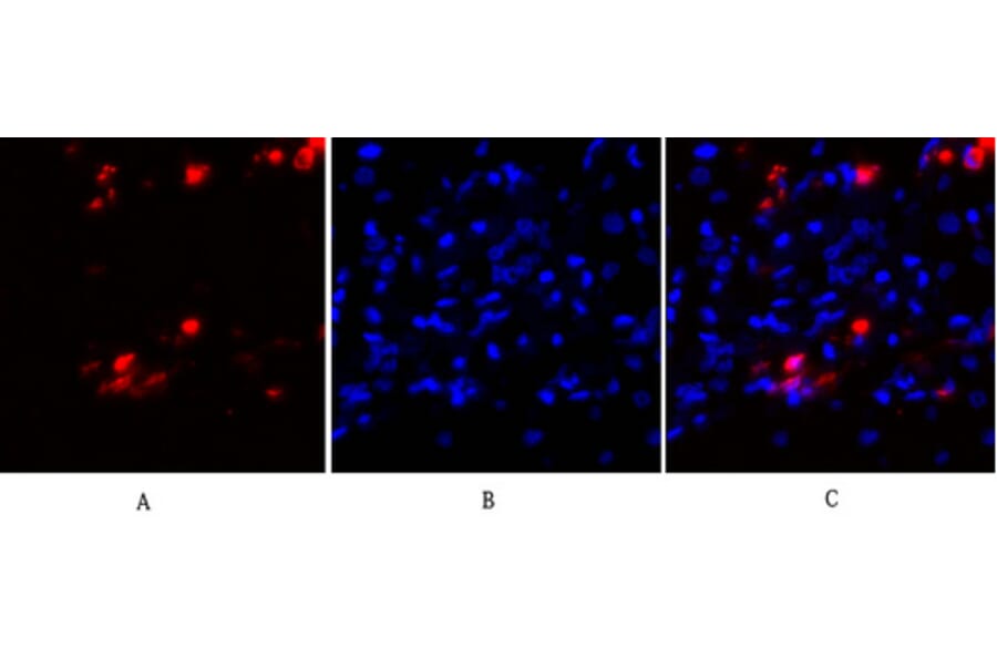 Immunofluorescence - Anti-PKC-pan Antibody (B0803) - Antibodies.com