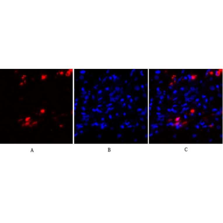 Immunofluorescence - Anti-PKC-pan Antibody (B0803) - Antibodies.com