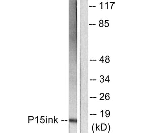 Western Blot - Anti-p15 INK Antibody (C0287) - Antibodies.com