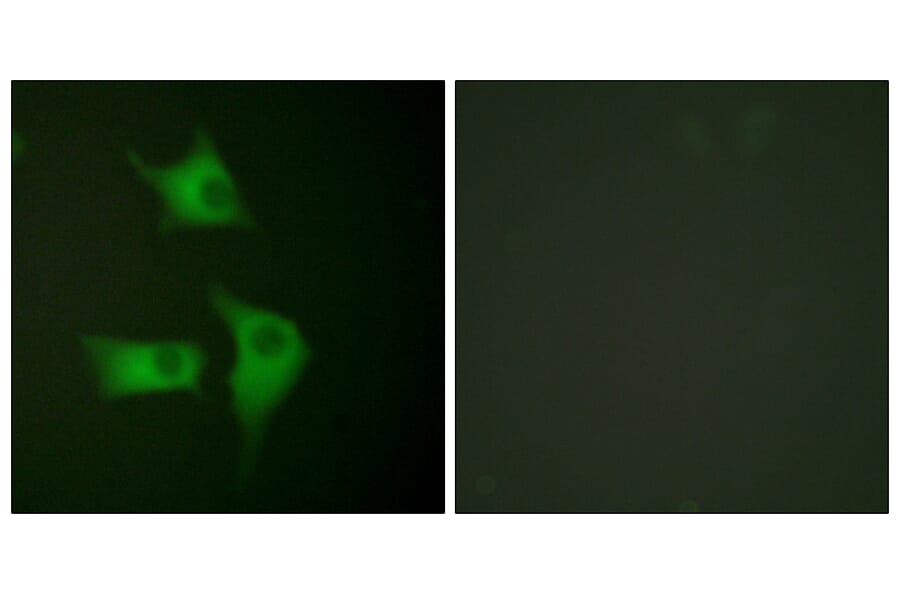 Immunofluorescence - Anti-p15 INK Antibody (C0287) - Antibodies.com