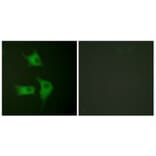 Immunofluorescence - Anti-p15 INK Antibody (C0287) - Antibodies.com