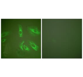 Immunofluorescence - Anti-Gastrin Antibody (C0205) - Antibodies.com