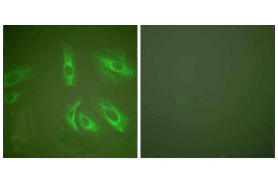 Immunofluorescence - Anti-Gastrin Antibody (C0205) - Antibodies.com