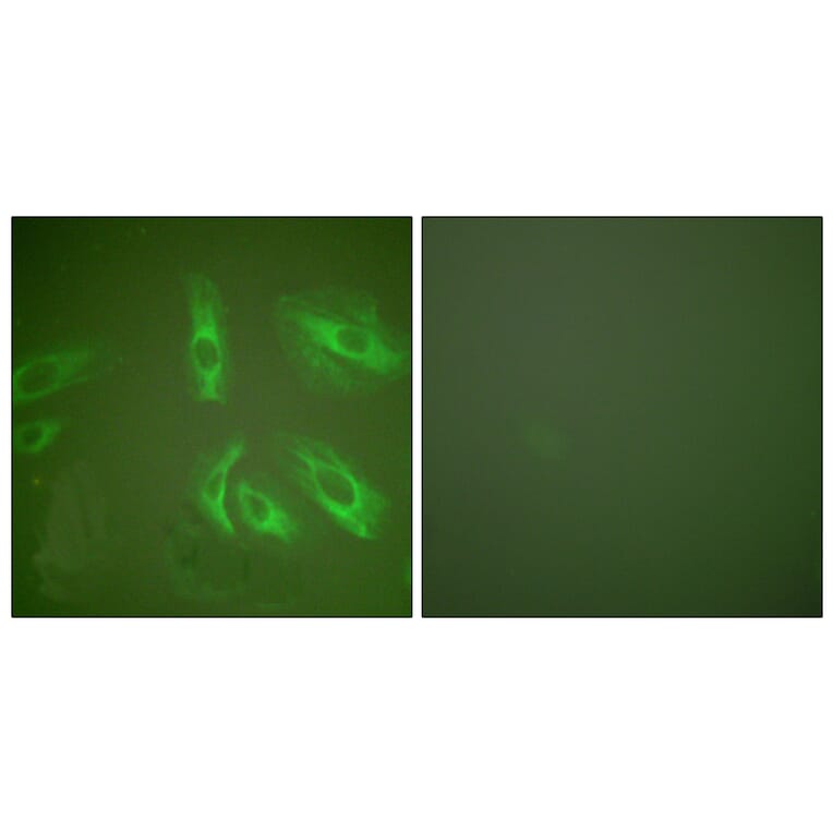 Immunofluorescence - Anti-Gastrin Antibody (C0205) - Antibodies.com