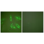 Immunofluorescence - Anti-Gastrin Antibody (C0205) - Antibodies.com