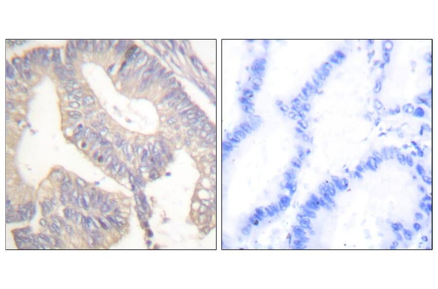 Immunohistochemistry - Anti-Gastrin Antibody (C0205) - Antibodies.com