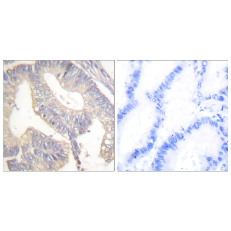 Immunohistochemistry - Anti-Gastrin Antibody (C0205) - Antibodies.com