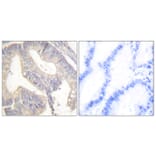 Immunohistochemistry - Anti-Gastrin Antibody (C0205) - Antibodies.com