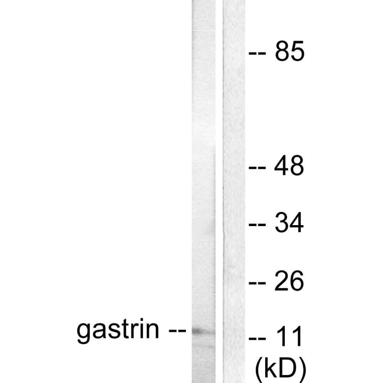 Western Blot - Anti-Gastrin Antibody (C0205) - Antibodies.com