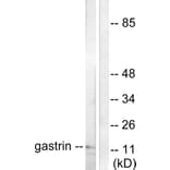 Western Blot - Anti-Gastrin Antibody (C0205) - Antibodies.com