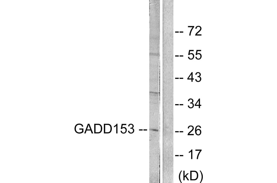 Western Blot - Anti-GADD153 Antibody (C0202) - Antibodies.com