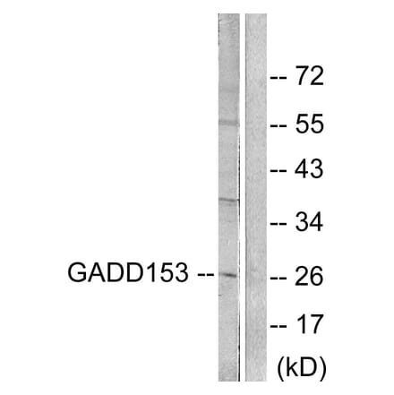 Western Blot - Anti-GADD153 Antibody (C0202) - Antibodies.com
