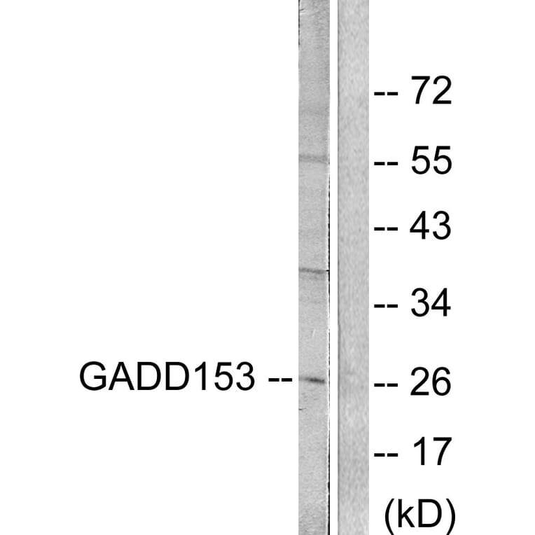 Western Blot - Anti-GADD153 Antibody (C0202) - Antibodies.com