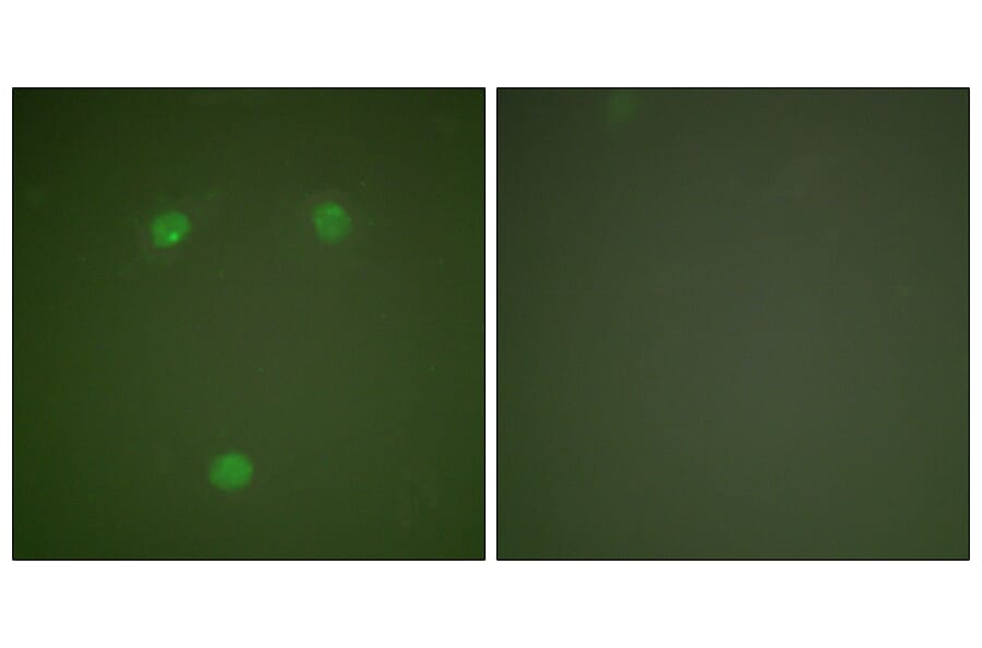 Immunofluorescence - Anti-GADD153 Antibody (C0202) - Antibodies.com