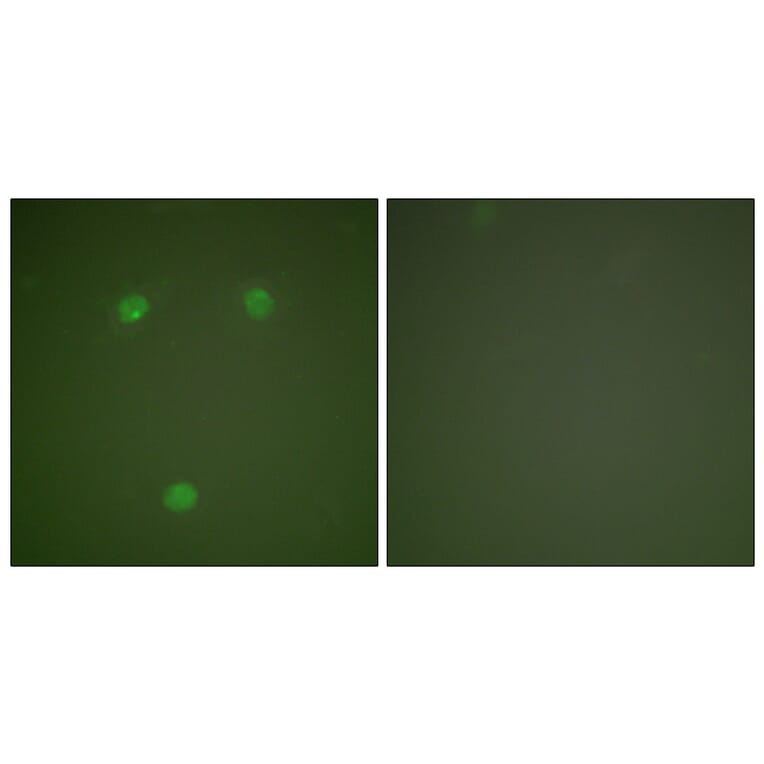 Immunofluorescence - Anti-GADD153 Antibody (C0202) - Antibodies.com