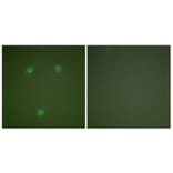 Immunofluorescence - Anti-GADD153 Antibody (C0202) - Antibodies.com