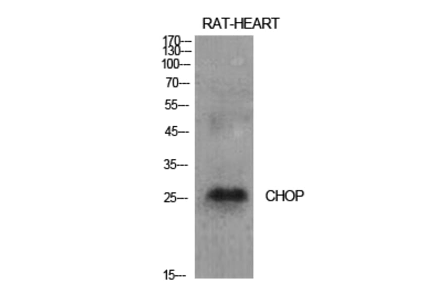 Western Blot - Anti-GADD153 Antibody (C0202) - Antibodies.com