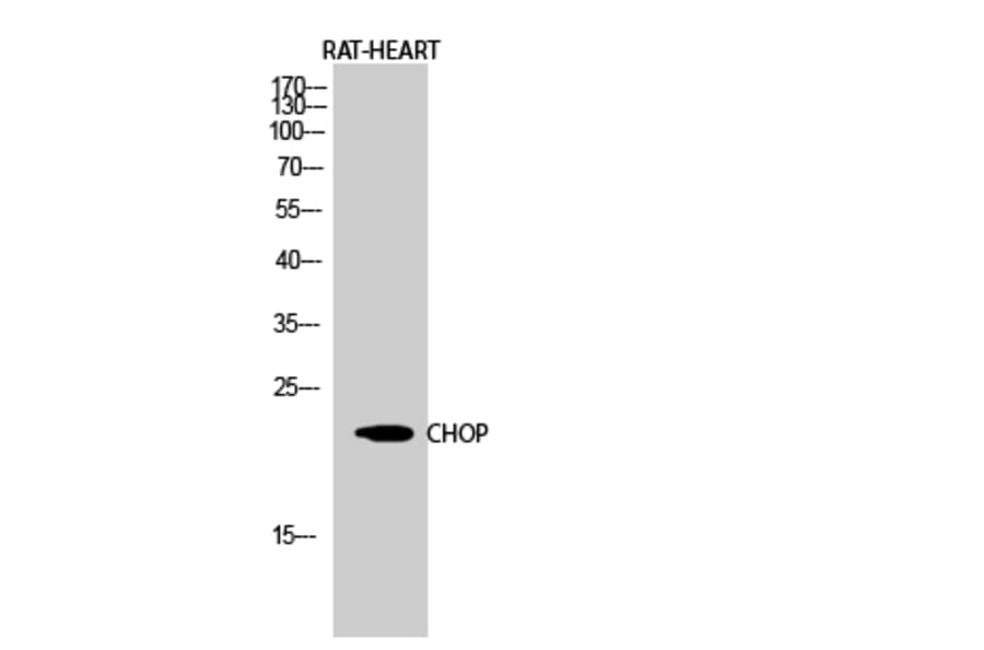 Western Blot - Anti-GADD153 Antibody (C0202) - Antibodies.com