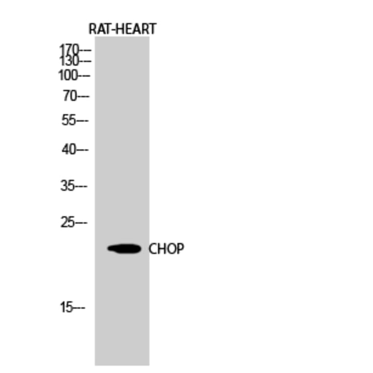 Western Blot - Anti-GADD153 Antibody (C0202) - Antibodies.com
