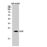 Western Blot - Anti-GADD153 Antibody (C0202) - Antibodies.com