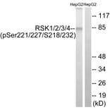 Western Blot - Anti-RSK1 + RSK2 + RSK3 + RSK4 (phospho Ser221 + Ser227 + Ser218 + Ser232) Antibody (A8182) - Antibodies.com