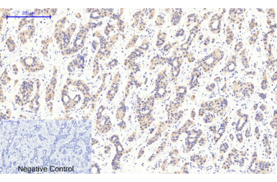 Immunohistochemistry - Anti-CaMK2 beta + gamma + delta (phospho Thr287) Antibody (A8085) - Antibodies.com
