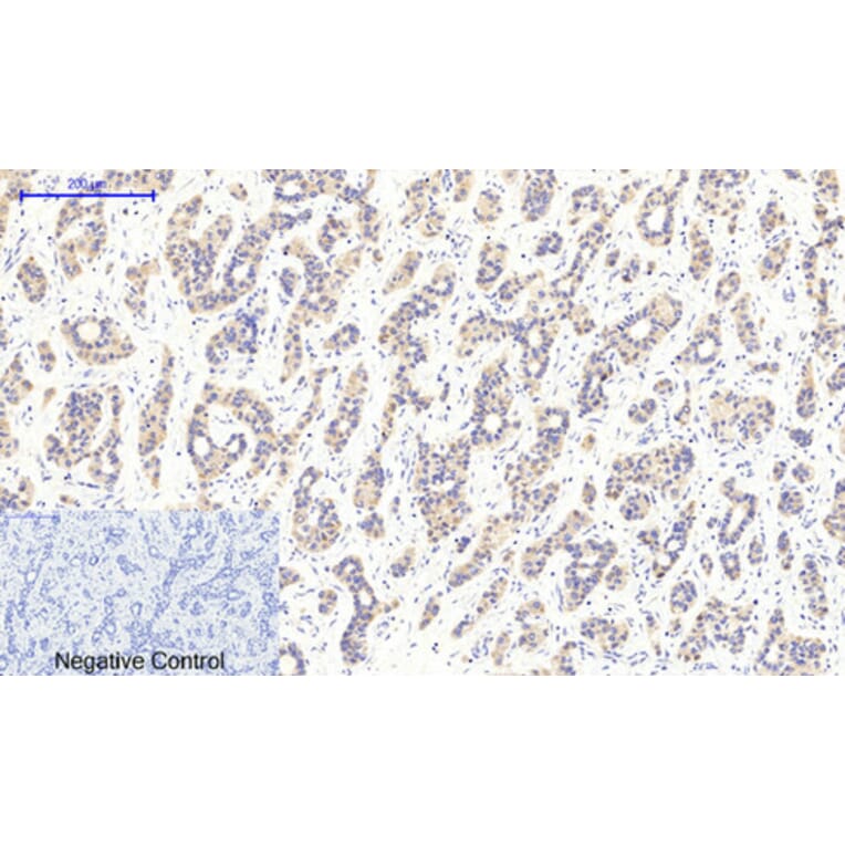 Immunohistochemistry - Anti-CaMK2 beta + gamma + delta (phospho Thr287) Antibody (A8085) - Antibodies.com