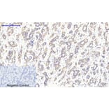 Immunohistochemistry - Anti-CaMK2 beta + gamma + delta (phospho Thr287) Antibody (A8085) - Antibodies.com
