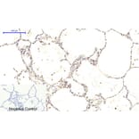 Immunohistochemistry - Anti-CaMK2 beta + gamma + delta (phospho Thr287) Antibody (A8085) - Antibodies.com