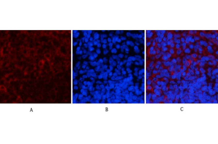 Immunofluorescence - Anti-CaMK2 beta + gamma + delta (phospho Thr287) Antibody (A8085) - Antibodies.com