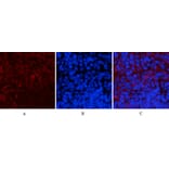 Immunofluorescence - Anti-CaMK2 beta + gamma + delta (phospho Thr287) Antibody (A8085) - Antibodies.com