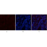 Immunofluorescence - Anti-CaMK2 beta + gamma + delta (phospho Thr287) Antibody (A8085) - Antibodies.com
