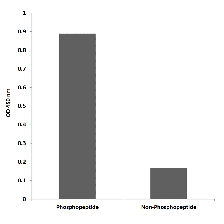ELISA - Anti-CaMK2 beta + gamma + delta (phospho Thr287) Antibody (P12-1084) - Antibodies.com