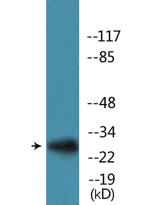 Western blot analysis of Jurkat treated with TNF and NIH/3T3 cells treated with PMA using Anti-S6 Ribosomal Protein (phospho Ser235+Ser236) Antibody.