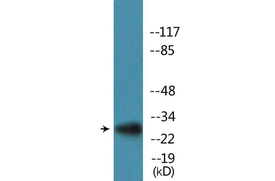 Western Blot - Anti-S6 Ribosomal Protein (phospho Ser235+Ser236) Antibody (P12-1174) - Antibodies.com