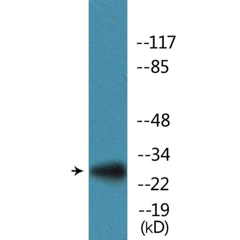 Western Blot - Anti-S6 Ribosomal Protein (phospho Ser235+Ser236) Antibody (P12-1174) - Antibodies.com