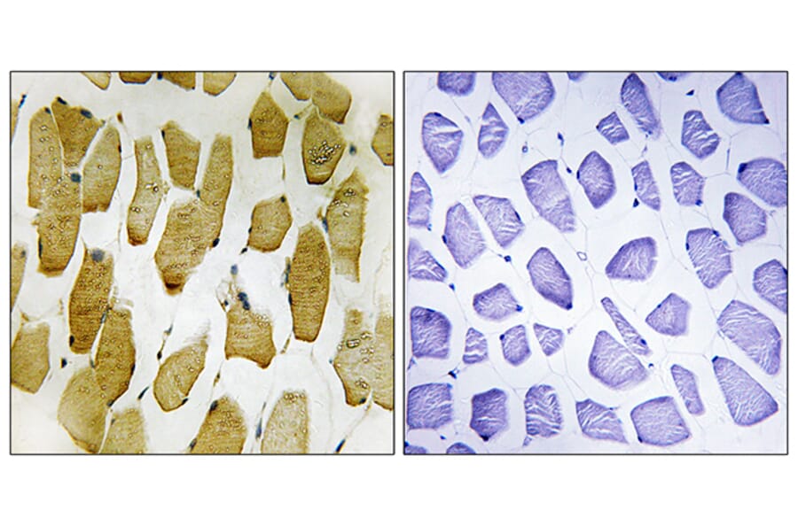 Immunohistochemistry - Anti-Arachidonate 5 Lipoxygenase (phospho Ser271) Antibody (A0769) - Antibodies.com