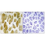 Immunohistochemistry - Anti-Arachidonate 5 Lipoxygenase (phospho Ser271) Antibody (A0769) - Antibodies.com