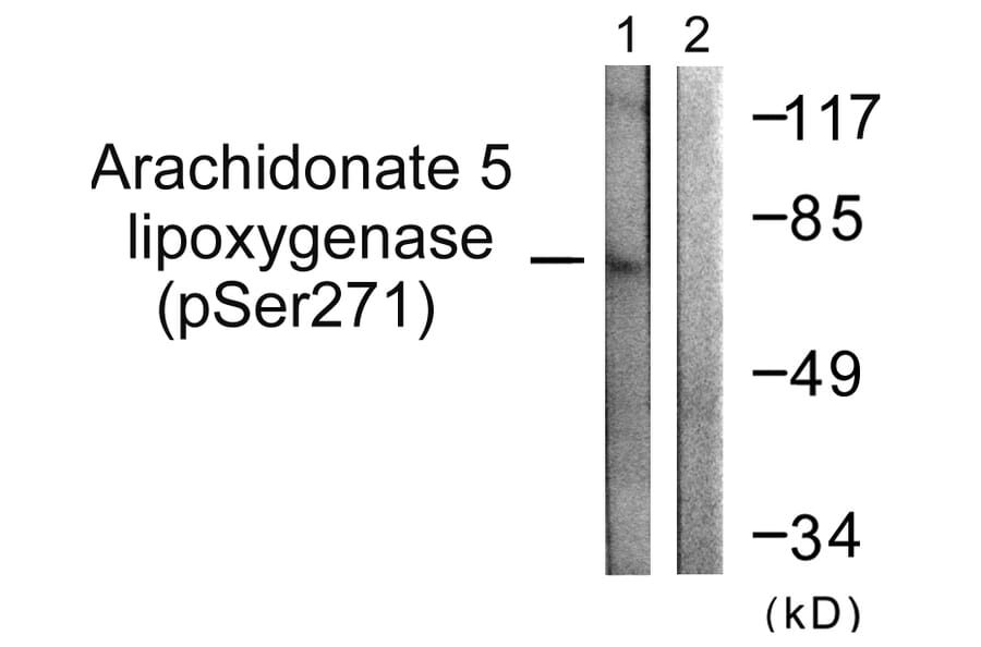 Western Blot - Anti-Arachidonate 5 Lipoxygenase (phospho Ser271) Antibody (A0769) - Antibodies.com