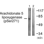 Western Blot - Anti-Arachidonate 5 Lipoxygenase (phospho Ser271) Antibody (A0769) - Antibodies.com