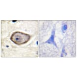 Immunohistochemistry - Anti-Coagulation Factor III (phospho Ser290) Antibody (A0873) - Antibodies.com